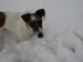 m33___Sněžný pes